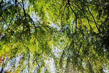 Peaceful View of Lush Green Tree Branches Against the Sunlit Blue Sky..