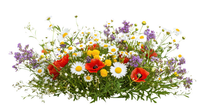 Fototapeta Colorful meadow and garden flowers on transparent background