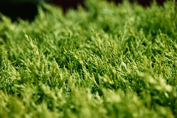 Vibrant Green Evergreen Shrubs Captured in a Natural Garden Setting..