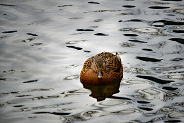 Eine Stockente schläft auf dem Wasser