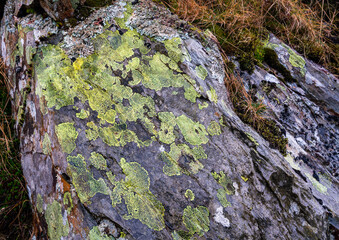 Vibrant green lichen on ancient stone