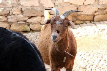 Obraz premium A Brown Goat situated in a picturesque Farmyard Setting with a Stone Wall as a Background