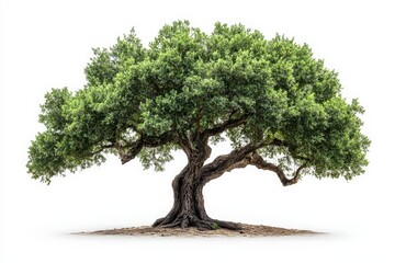 Obraz premium Majestic oak tree with sprawling branches in a serene landscape