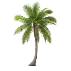 Obraz premium Palm trees and coconut tree 