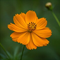 Orange flower
