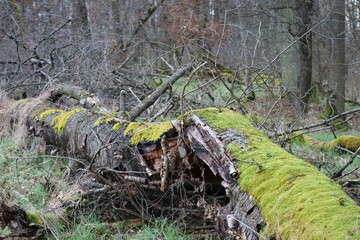 broken Cherry