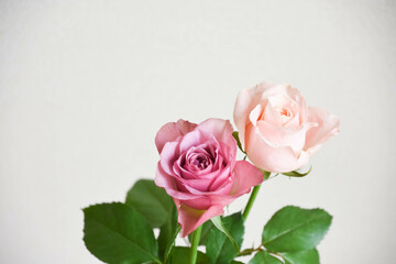 ピンクと紫のばら