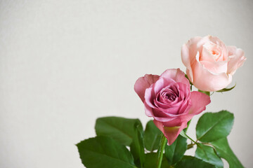 紫とピンクのばら