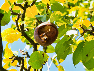 Ripe Fruit with Bee Amid Vibrant Foliage and Sunlight on a Tree Branch