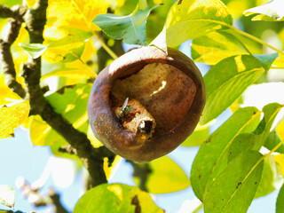 Close-Up of a Fly on a Decaying Fruit on a Tree