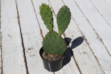 kaktuds opuncja kolczasta w czarnej doniczce © Perovskia