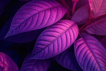 Obraz premium Endless veins and branching details in nature-inspired leaves