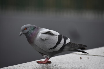 Rock Pigeon Paloma bravía Columba livia