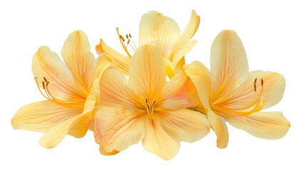 Fototapeta premium Yellow flower on transparent background