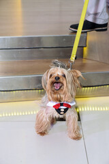 A dog with a red bow tie and a collar that resembles a suit
