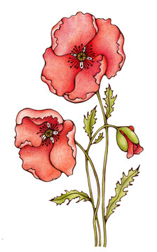 Bouquet of red poppies. Colorful meadow wild flowers. Coloured pencils hand drawn illustration isolated on transparent background.