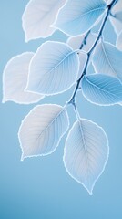 Obraz premium Frost-covered leaves displaying icy textures winter wonderland nature crisp environment close-up refreshing mood