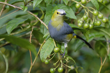 Long-tailed Silky-flycatcher, Ptiliogonys caudatus feeding on Twoleaf nightshade berries, Costa Rica