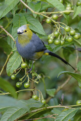 Long-tailed Silky-flycatcher, Ptiliogonys caudatus feeding on Twoleaf nightshade berries, Costa Rica
