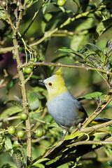 Long-tailed Silky-flycatcher, Ptiliogonys caudatus feeding on Twoleaf nightshade berries, Costa Rica
