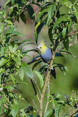 Long-tailed Silky-flycatcher, Ptiliogonys caudatus, Costa Rica