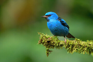 Blue Dacnis (Dacnis cayana) on a branch, Costa Rica