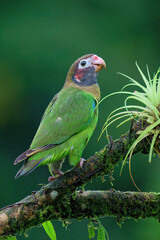 Brown-hooded Parrot (Pyrilia haematotis) sitting on a branch, Costa Rica