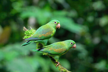 Two Orange-chinned Parakeets (Brotogeris jugularis) sitting on a branch, Costa Rica