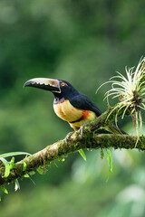 Collared aracari (Pteroglossus torquatus) sitting on a branch, Costa Rica