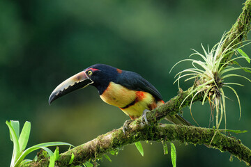 Collared aracari (Pteroglossus torquatus) sitting on a branch, Costa Rica