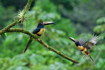 Two Collared aracaris (Pteroglossus torquatus), one in flight, Costa Rica