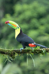 Keel-billed toucan (Ramphastos sulfuratus), sitting on a branch, Costa Rica