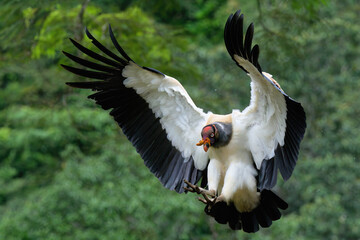 Flying King vulture (Sarcoramphus papa), Costa Rica