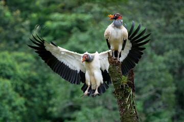 Flying King vulture (Sarcoramphus papa), Costa Rica