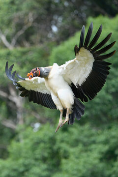 Flying King vulture (Sarcoramphus papa), Costa Rica