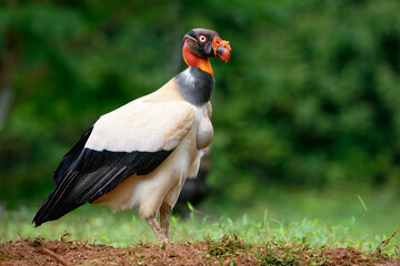 King vulture (Sarcoramphus papa) walking on grass, Costa Rica
