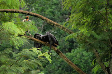 King vulture (Sarcoramphus papa) feeding a chick in a tree, Costa Rica