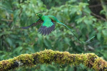 Male Resplendent quetzal (Pharomachrus mocinno) in flight, Costa Rica