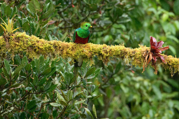 Male Resplendent quetzal (Pharomachrus mocinno) on branch, Costa Rica