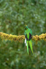 Male Resplendent quetzal (Pharomachrus mocinno) on branch, Costa Rica