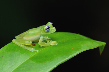 Ghost Glass Frog (Sachatamia ilex) sitting on leaf, Costa Rica