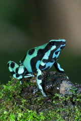 Green-and-black poison dart frog (Dendrobates auratus), Costa Rica