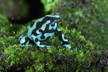 Green-and-black poison dart frog (Dendrobates auratus), Costa Rica