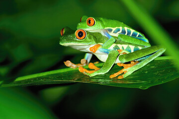 Mating Red-eyed tree frogs or red-eyed leaf frogs (Agalychnis callidryas), Costa Rica