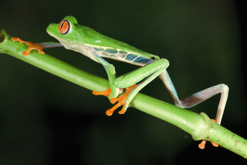 Red-eyed tree frog or red-eyed leaf frog (Agalychnis callidryas) walking over a branch, Costa Rica