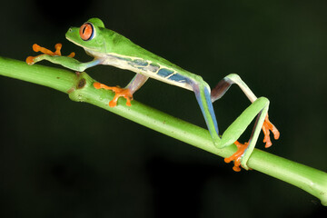 Red-eyed tree frog or red-eyed leaf frog (Agalychnis callidryas) walking over a branch, Costa Rica