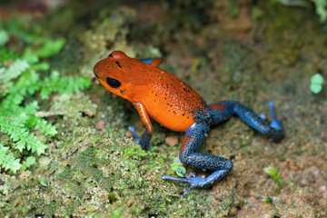 Strawberry poison-dart frog or blue jeans poison frog (Oophaga pumilio), Costa Rica