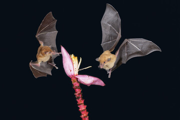 Two Orange nectar bats (Lonchophylla robusta) hovering and drinking the nectar from a wild red...
