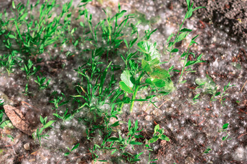 Patch of green grass and small plants growing on the ground, which is covered with a white poplar fluff. Vibrant green grass and the fluffy white poplar fluff highlighting summer seasonal phenomenon 