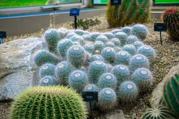 A variety of cacti at the botanical garden
